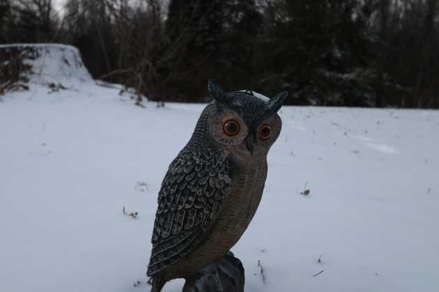 Fake owl covered in snow
